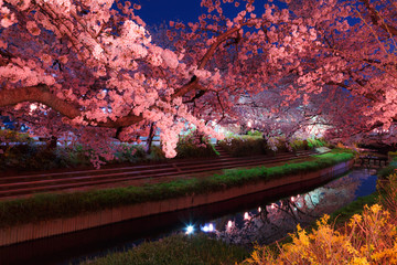 日本の桜　夜桜花見