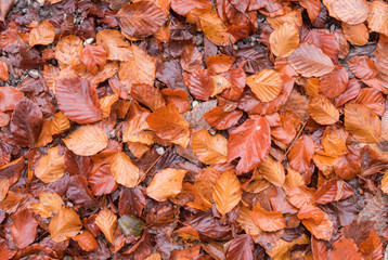 Close up of a Brown leaf on the ground