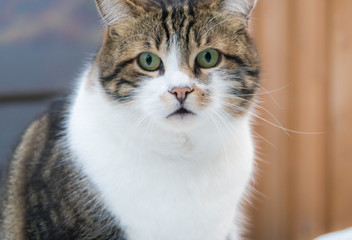  Fat striped cat looking at the camera