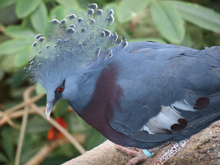 Bird