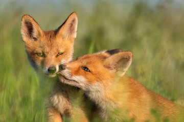 Two young red Foxes in grass on a beautiful light