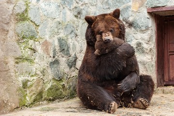 Mother bear with cute cub in zoo