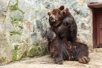 Mother bear with cute cub in zoo