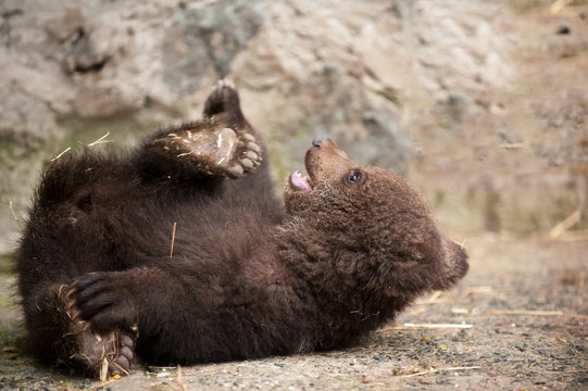 Cute Baby Brown Bear In Zoo. Bear Lying On The Floor In The Enclosure