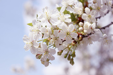 Spring background, blurred image. White flowers. Blooming tree. Nature, spring concept.
