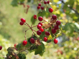 red berries on branch
