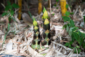 タイのたけのこ