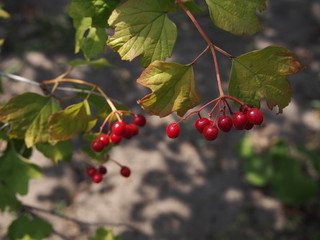 Fototapeta premium red berries on a branch