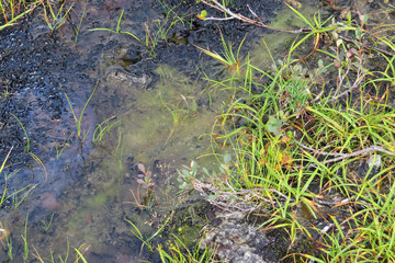 Typical moor plants in the North of Finland, Scandinavia, Europe