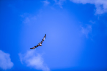 eagle flying