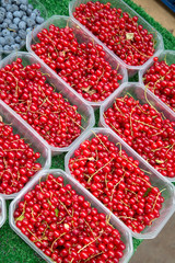 Red Currant Fruit in Boxes
