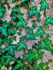 green ivy branch