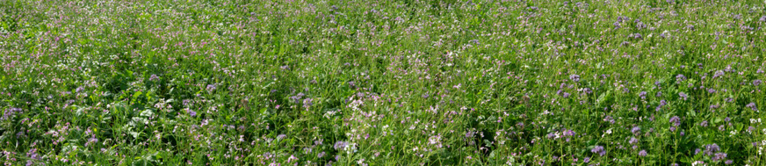Obraz na płótnie Canvas Field with green maure plants. Agriculture