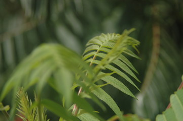 fern in forest