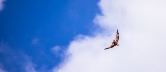 eagle, fall, fly, sky