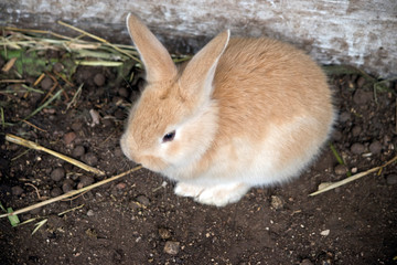 a baby hare or leveret