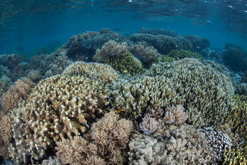 Naklejka na ściany i meble Beautiful corals thrive amid the Solomon Islands. This remote Melanesian region is part of the Coral Triangle due to its incredible marine biodiversity.
