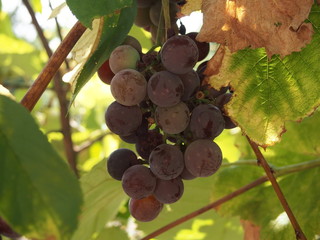 grapes on the vine
