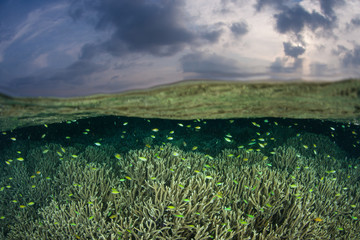 Reef fish and fragile corals thrive amid the Solomon Islands. This remote Melanesian region is part...