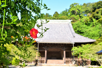 Fototapeta na wymiar 鎌倉の古寺に咲くノウゼンカズラの赤い花