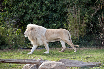Fototapeta na wymiar this is a side view of a lion