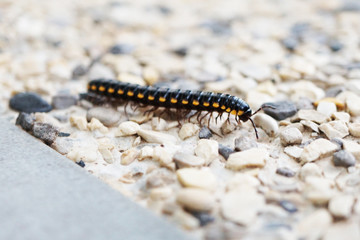 caterpillar on ground