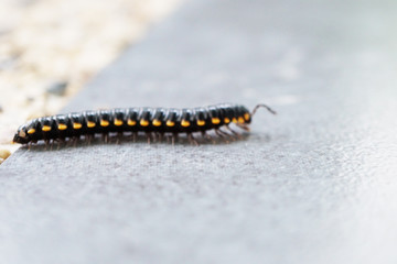 caterpillar on ground