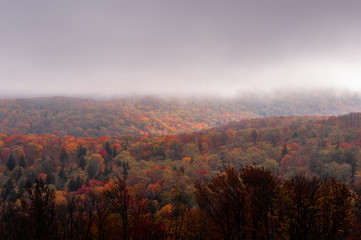 Vibrant Foggy Autumn / Fall Forests - Appalachian Mountains - Kumbrabow State Forest - West Virginia