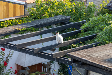 white Cat sits on a wooden roof