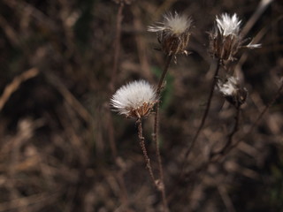 dandelion on green background