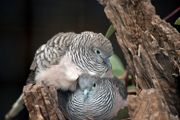 two peaceful doves sharing a nest