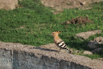 hoopoe