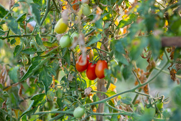 Cherry tomatoes of various ripeness on tomato plant. Home garden of plants that suffers from severe drought and hot sun