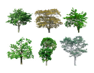  Isolated of trees on the white background. Vector EPS 10.