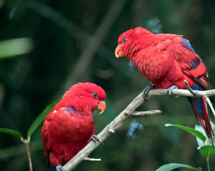 two red lorys