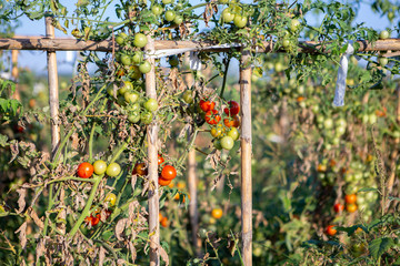 Cherry tomatoes of various ripeness on tomato plant. Home garden of plants that suffers from severe drought and hot sun