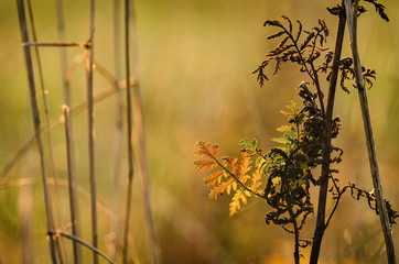 Obraz premium AUTUMN FIELDS AND MEADOWS - Colorful wild plants in the morning sunshine