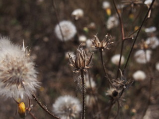 thistle in the field