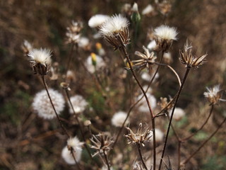 flowers in field