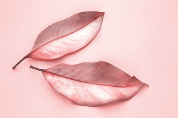 autumn leaves on a pink background.