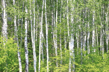 Young birch with black and white birch bark in spring in birch grove against the background of other birches