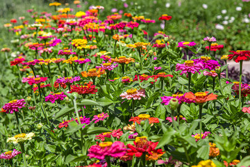 Flowers on a flowerbed in the park close-up as a background