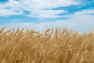 Ears of wheat on the field against the sky. Rural landscape. The concept of growing crops.