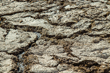 Dry manure as a background. The concept is a natural organic fertilizer.