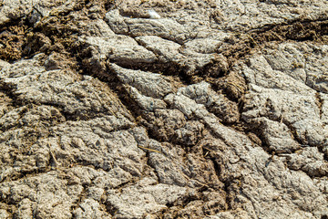 Dry manure as a background. The concept is a natural organic fertilizer.