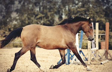 Sports young horse of dun color runs in the arena