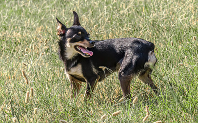 Dog breed miniature pinscher on the grass
