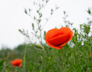 Obraz premium Red poppies in the morning light. Polyana with red poppy flowers on a green blur background. A lonely poppy flower. Field of poppies