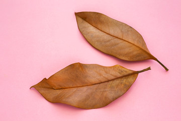 autumn leaves on a pink background.