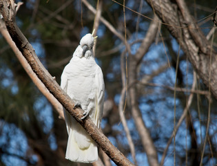 the sulphur crested cockatoo